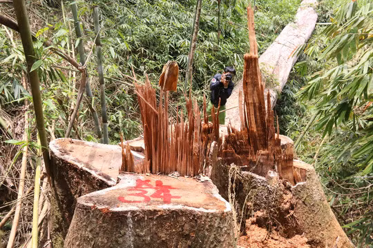  Hàng chục cây lim cổ thụ bị chặt phá như chốn không người Ảnh: Tr.Thường