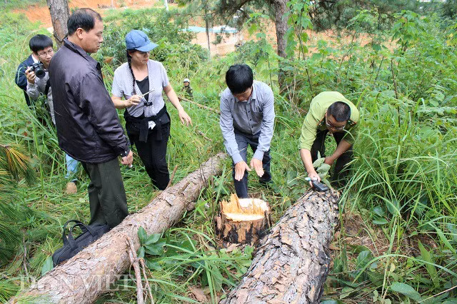 Lực lượng chức năng đo đạc, lập biên bản vụ phá rừng. Ảnh: Văn Long.