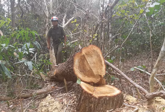 Những cây gỗ gãy đổ không tận thu mà đốn hạ gỗ còn sống tốt