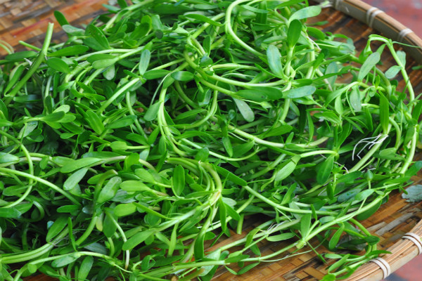 Rau đắng đất mọc dại ven bãi sông, bãi biển có vị đắng, tính mát giúp thông tiểu, nhuận gan... Ảnh: GC Rau đắng đất mọc dại ven bãi sông, bãi biển có vị đắng, tính mát giúp thông tiểu, nhuận gan... Ảnh: GC