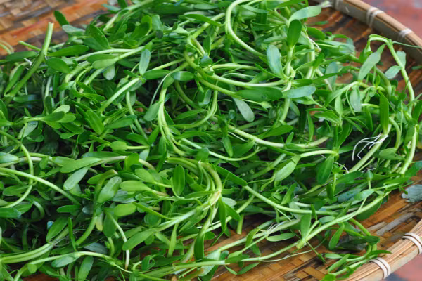 Rau đắng đất mọc dại ven bãi sông, bãi biển có vị đắng, tính mát giúp thông tiểu, nhuận gan... Ảnh: GC