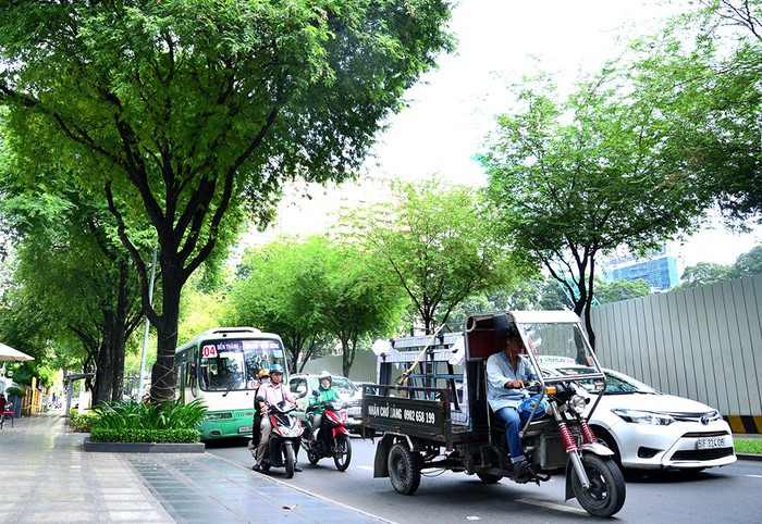 Ở trung tâm TP. Hồ Chí Minh, những hàng me xanh mát được trồng rất nhiều trên các tuyến đường: Nam Kỳ Khởi Nghĩa, Nguyễn Du, Lý Tự Trọng, Huỳnh Thúc Kháng, Võ Văn Tần, Đồng Khởi...