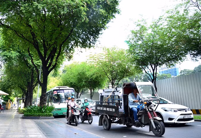 Ở trung tâm TP. Hồ Chí Minh, những hàng me xanh mát được trồng rất nhiều trên các tuyến đường: Nam Kỳ Khởi Nghĩa, Nguyễn Du, Lý Tự Trọng, Huỳnh Thúc Kháng, Võ Văn Tần, Đồng Khởi...