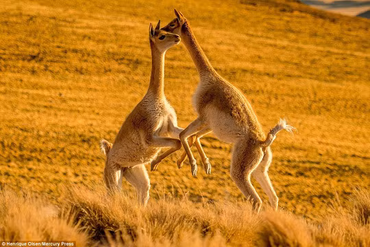  Ảnh: Mercury Press