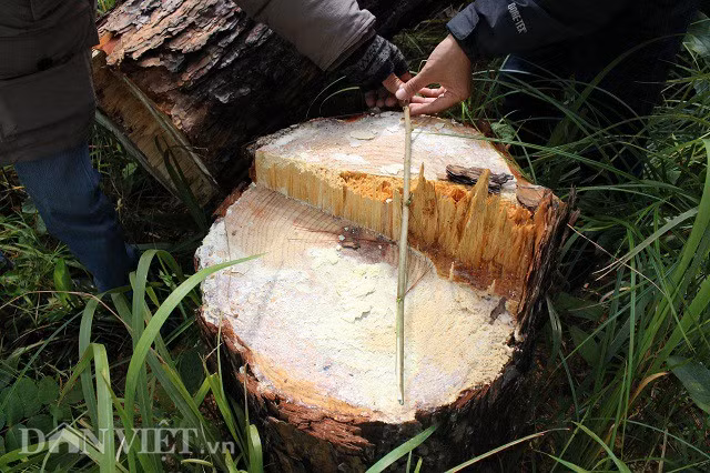 Một gốc thông có đường kính khoảng 50cm bị cưa hạ. Ảnh: Văn Long.