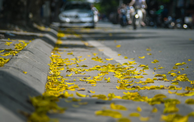  Những hàng cây sấu, xà cừ trên đường Trần Phú vẫn còn đang thay lá.