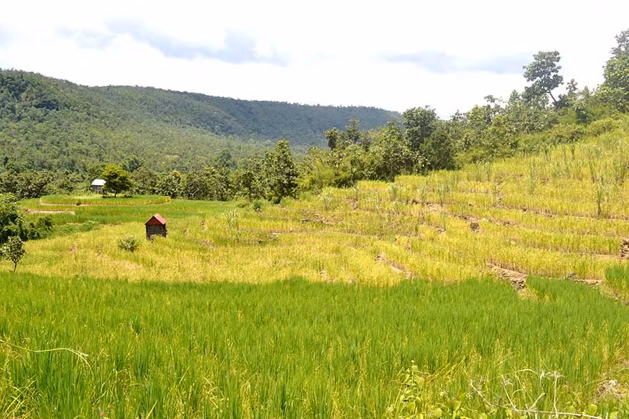  Ruộng bậc thang ở cánh đồng Đak Trôi. Ảnh: L.H