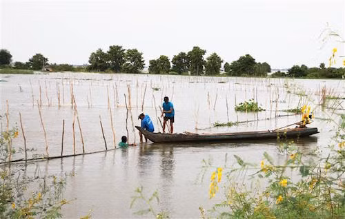 Mùa nước nổi với những sản vật đặc trưng như bông điên điển, cá linh... có sức hấp dẫn to lớn đến du khách. Ảnh: CM