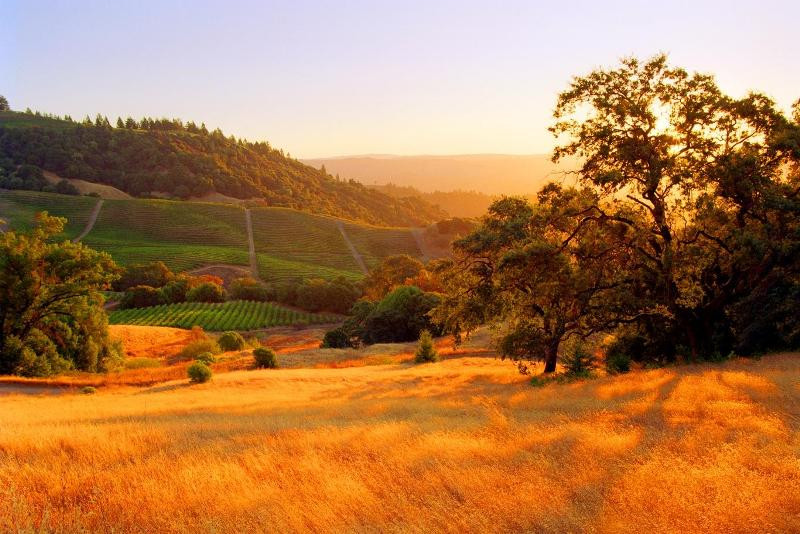 Lái xe qua cung đường thu ở thung lũng Sonoma (California, Mỹ) đầy nắng gió, dưới những tán lá nhiều màu sắc của gỗ sồi, cây phong… dường như khung cảnh nơi đây được thay đổi hoàn toàn.