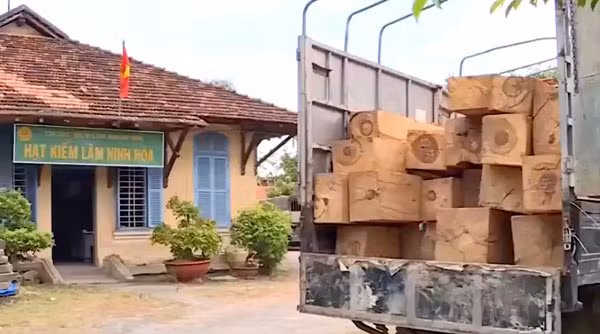 Một số súc gỗ do lâm tặc đốn hạ, cưa xẻ từ rừng căm xe Ninh Tây đã bị Hạt kiểm lâm thị xã Ninh Hòa bắt giữ khi đưa lên xe ô tô vận chuyển đi nơi khác.