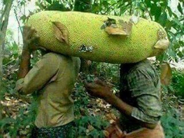 Quả mít khủng, dài hàng mét 2-3 người mới bê được.