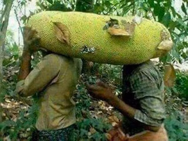 Quả mít khủng, dài hàng mét 2-3 người mới bê được.