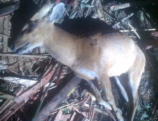 Rất nhiều động vật hoang dã đã và đang bị tàn sát, trưng bày, bán buôn ở Đắk Nông. Ảnh: Phạm Khánh và Tâm Ninh.