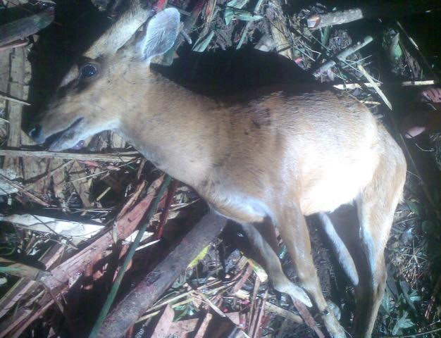 Rất nhiều động vật hoang dã đã và đang bị tàn sát, trưng bày, bán buôn ở Đắk Nông. Ảnh: Phạm Khánh và Tâm Ninh.