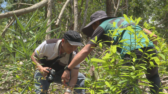 Lực lượng chức năng khám nghiệm hiện trường vụ phá rừng