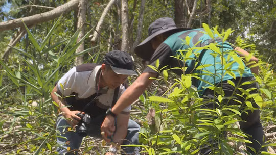 Lực lượng chức năng khám nghiệm hiện trường vụ phá rừng