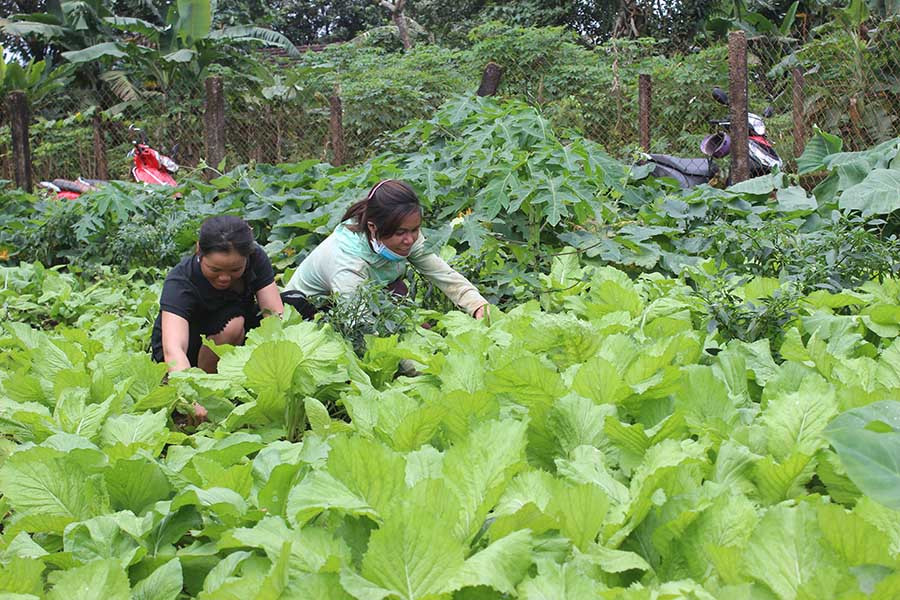  Vườn rau xanh của gia đình chị Kpa Bly. Ảnh: Nguyễn Diệp