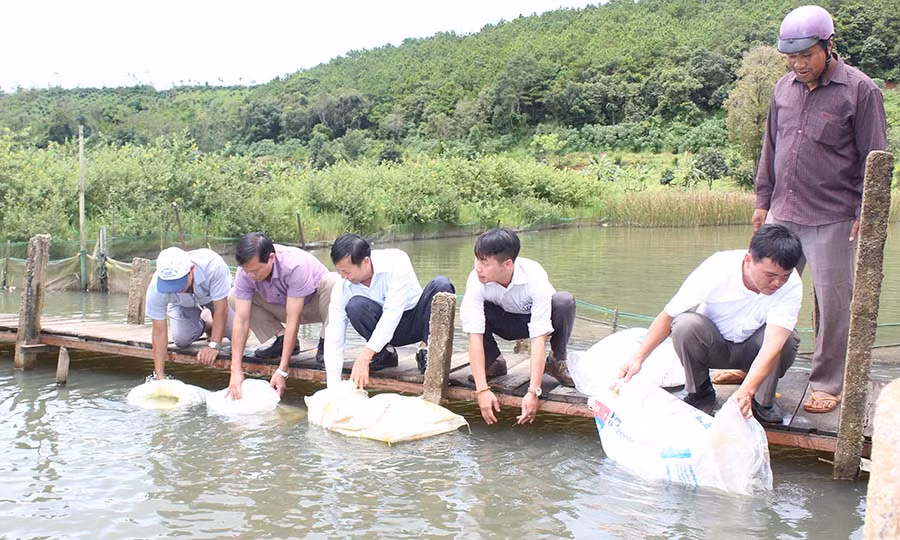 Thả cá giống ra hồ tự nhiên xã Ia Băng. Ảnh: Nguyễn Diệp