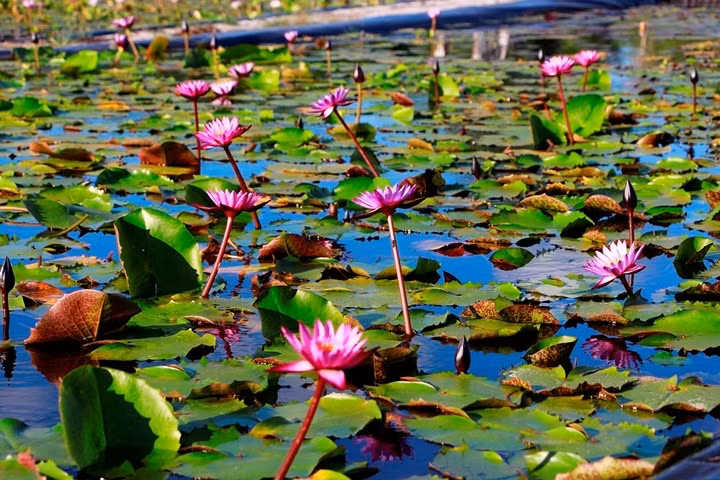 Những cây hoa súng được anh Khanh ươm trong chậu nhỏ dưới các hồ nước được lót bằng bạt.