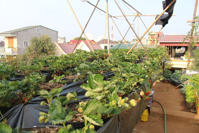 Vườn dâu tây trên sân thượng