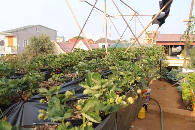 Vườn dâu tây trên sân thượng