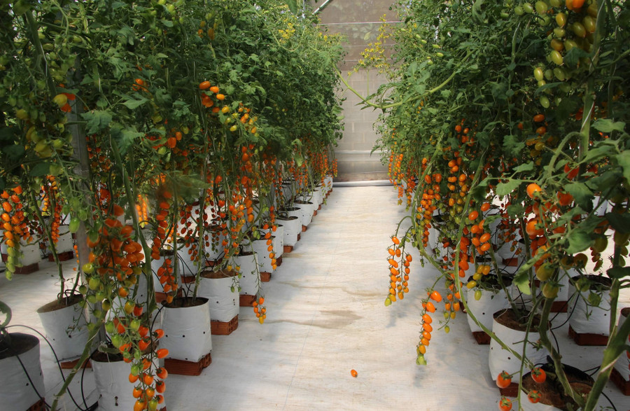 Chị Hải rất thích được ngắm những trái cà chua Nova và được thưởng thức hương vị tuyệt vời của nó.