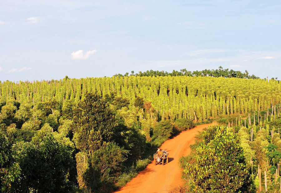 Theo lãnh đạo Phòng Nông nghiệp và Phát triển nông thôn huyện Đắk Song, năng suất tiêu toàn huyện trong vụ này giảm trên dưới 20%.