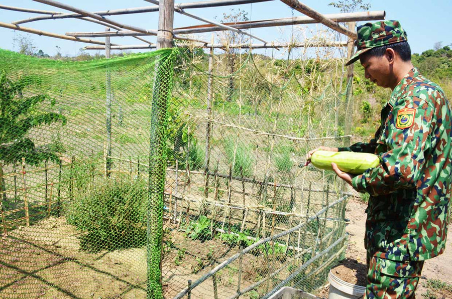 Chốt tuần tra giữ rừng sâu nhưng cán bộ, chiến sĩ của đơn vị vẫn khắc phục khó khăn để trồng rau xanh. Ảnh: Vĩnh Hoàng