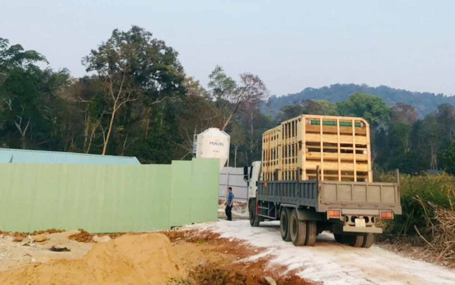 Tập đoàn Mavin nhập heo giống từ nước ngoài đưa vào dự án chăn nuôi công nghệ cao tại huyện Kbang. Ảnh: Minh Phương