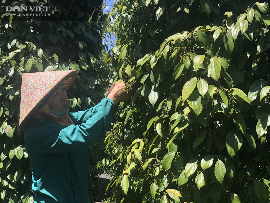 "Vụ thu hoạch hồ tiêu năm nay, gia đình tôi thuê khoảng 30 nhân công/ngày để kịp thu hoạch phơi khô, trữ hàng chờ giá. Cũng may thời điểm này khá dễ thuê nhân công, một ngày công tại địa phương là 180.000 đồng. Vì đang trữ hàng chờ giá hồ tiêu tăng thêm nên hiện hai vợ chồng đang phải vay chỗ này, mượn chỗ kia để trả tiền nhân công trước. Cũng mong tiêu sẽ tăng thêm để người dân có chút lãi chăm sóc, phát triển vườn", chị Nguyễn Thị Thu (thôn 3, xã Nam Yang, huyện Đăk Đoa, Gia Lai) bộc bạch.