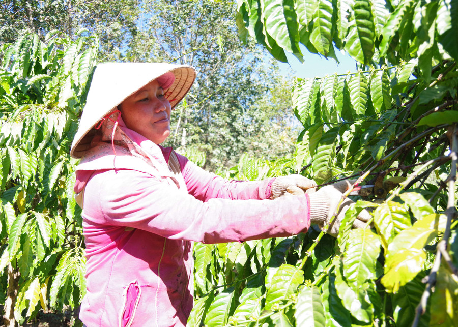 Nhờ chăm sóc đúng kỹ thuật, vườn cà phê của chị Y Var cho năng suất rất hiệu quả. Ảnh: VT