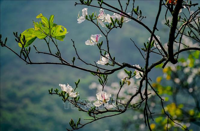 Vẻ đẹp tinh khôi của hoa ban Tây Bắc. Vẻ đẹp tinh khôi của hoa ban Tây Bắc.