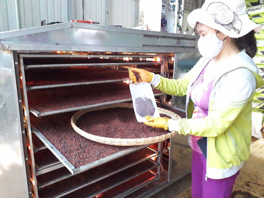 Xã viên Hợp tác xã Nông nghiệp và dịch vụ Nam Yang đóng gói sản phẩm hồ tiêu đỏ, chất lượng cao. Ảnh: Lê Nam