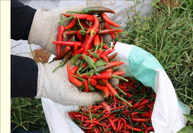Do thị trường chưa có đầu ra ổn định, giá ớt lên xuống thất thường, nên ngành nông nghiệp tỉnh Gia Lai đã khuyến cáo người dân không nên ồ ạt mở rộng diện tích. Do thị trường chưa có đầu ra ổn định, giá ớt lên xuống thất thường, nên ngành nông nghiệp tỉnh Gia Lai đã khuyến cáo người dân không nên ồ ạt mở rộng diện tích.