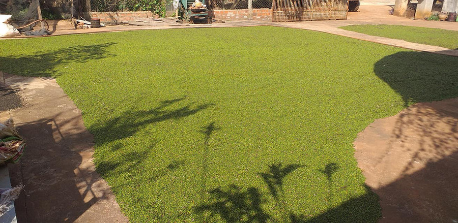 Nông dân tại các vùng nguyên liệu đang khẩn trương thu hoạch tiêu, phơi khô.