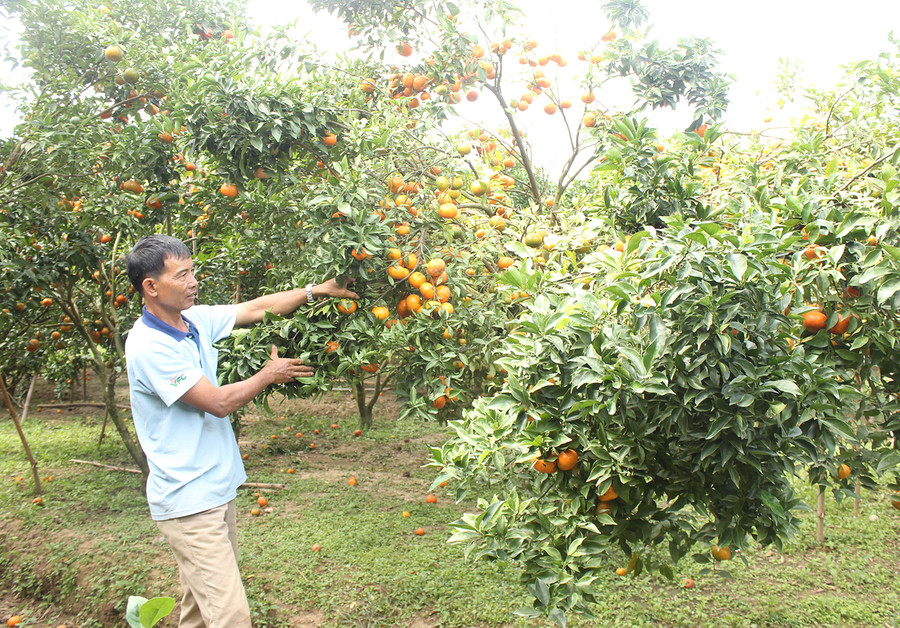 Sản phẩm cam của hộ ông Nguyễn Duy Đô (xã Kon Gang, huyện Đak Đoa) đã được dán tem truy xuất nguồn gốc. Ảnh: Nguyễn Diệp