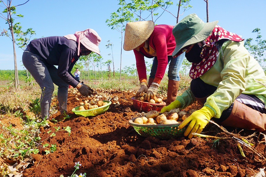  Vụ khoai tây PepsiCo Việt Nam triển khai dự án đầu tiên tại Gia Lai đã cho mùa bội thu, năng suất trung bình 27-28 tấn/ha.