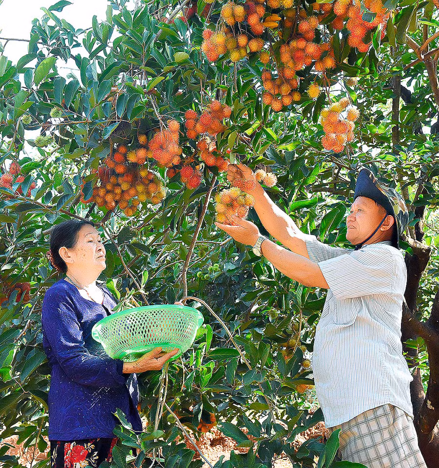  Nông dân xã Ia Tô (huyện Ia Grai) thu hoạch chôm chôm. Ảnh: Đức Thụy