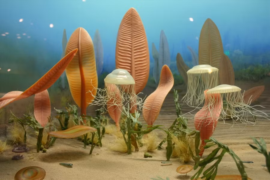 Minh hoạ cuộc sống dưới đáy biển kỷ Ediacaran. Ảnh: Wiki