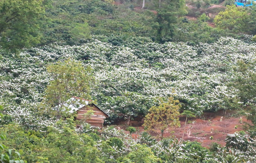 Hàng năm, từ tháng 1 đến tháng 4 dương lịch là thời điểm hoa cà phê ở Tây Nguyên lại nở trắng xoá cả nhiều ngọn đồi, quả núi... trông chẳng khác gì băng tuyết. Ảnh: Bảo Lâm