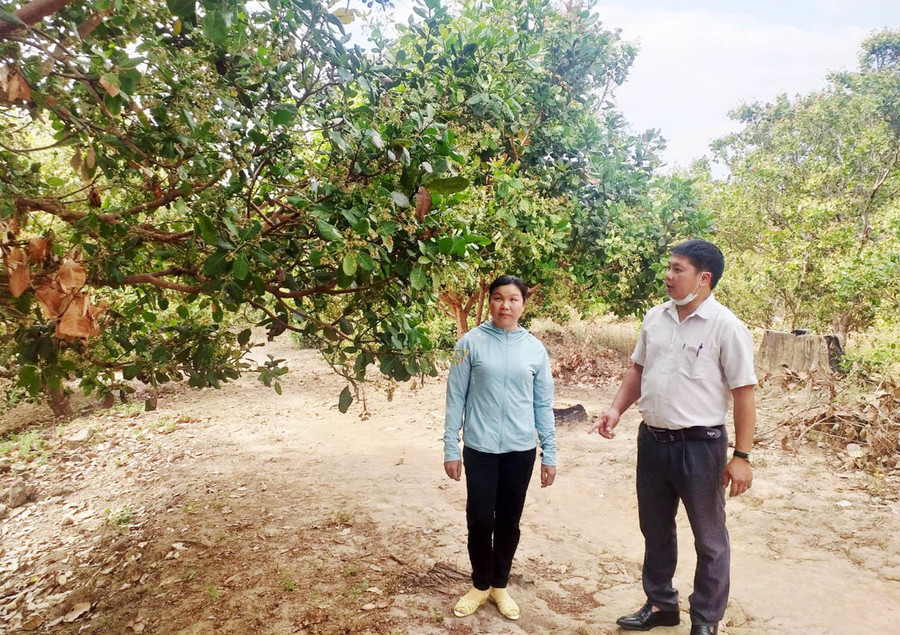 Bà Ngô Thị Hiến (làng Goòng, xã Ia Púch, huyện Chư Prông) bên vườn điều của gia đình. Ảnh: Nhật Hào