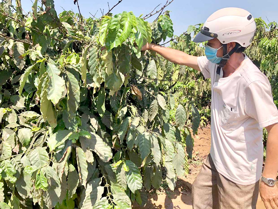 Ông Hoàng Văn Thục (thôn Đoàn Kết, xã Bầu Cạn, huyện Chư Prông) kiểm tra rệp sáp hại cà phê. Ảnh: Lê Nam