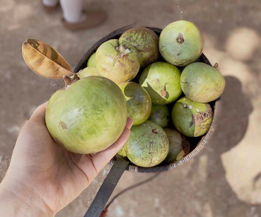 Quả vú sữa từ lâu mang lại thu nhập ổn định cho người dân làng Ia Nueng. Ảnh: Lê Văn Ngọc Quả vú sữa từ lâu mang lại thu nhập ổn định cho người dân làng Ia Nueng. Ảnh: Lê Văn Ngọc