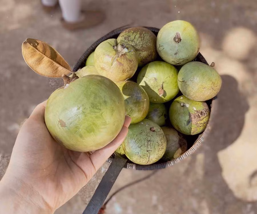 Quả vú sữa từ lâu mang lại thu nhập ổn định cho người dân làng Ia Nueng. Ảnh: Lê Văn Ngọc