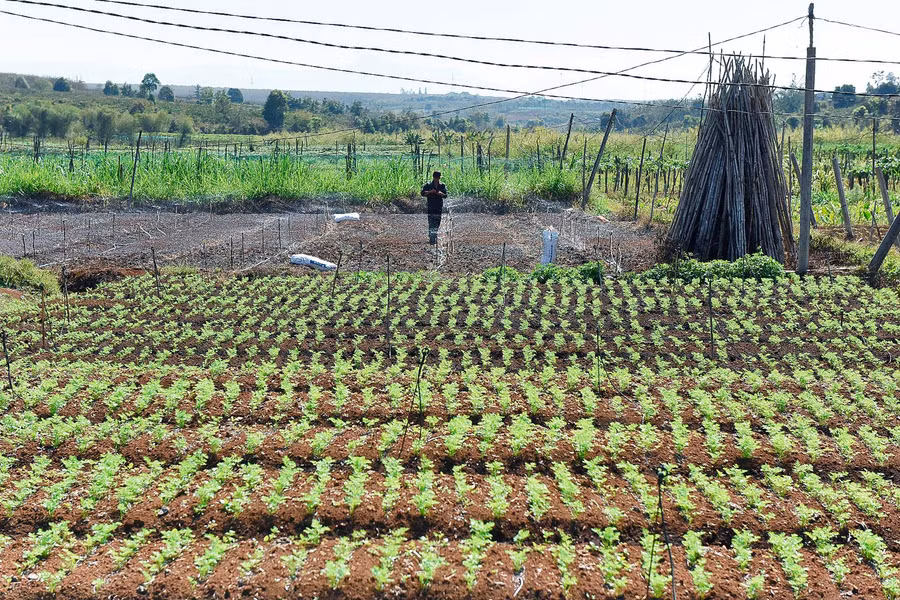  Sản suất rau an toàn tại cánh đồng thôn 3 xã Tân Bình huyện Đak Đoa.