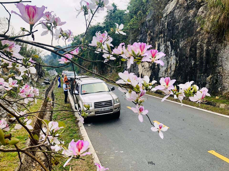 Du khách trải nghiệm du lịch caravan có thể được thỏa thích ngắm cảnh sắc trên đường đi.