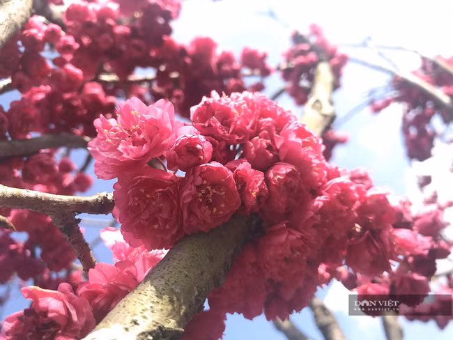 Năm nay hoa anh đào Nhật Bản tại đây nở sớm hơn dự kiến. Đây là giống hoa Kanhi Zakura có sắc hồng đậm, hoa mọc thành chùm dày.