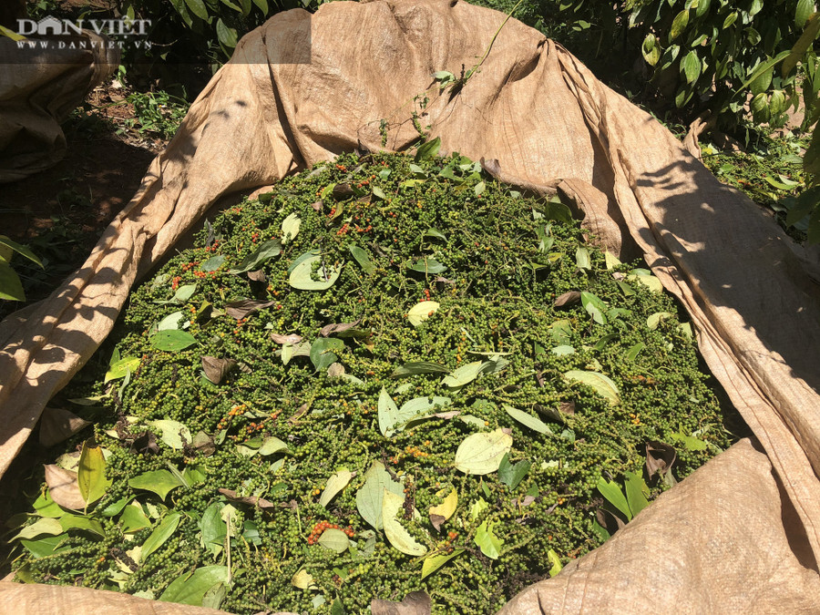  Hiện nay, một số nông dân ở Gia Lai đã bán được từ 65.000 -67.000 đồng/kg đầu giá. Đây được xem là cơ hội tốt cho người trồng hồ tiêu ở Gia Lai sớm vượt qua khó khăn.