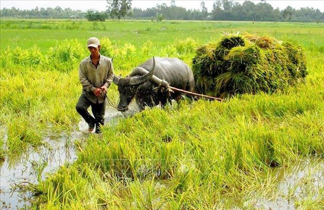 Người dân miền Tây dùng trâu để kéo lúa, do máy móc không thể vào thu hoạch. Người dân miền Tây dùng trâu để kéo lúa, do máy móc không thể vào thu hoạch.