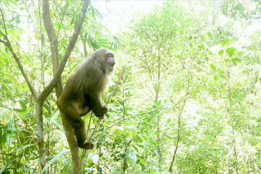 Một con thú được thả trở về với rừng xanh. Ảnh: Bảo Lâm